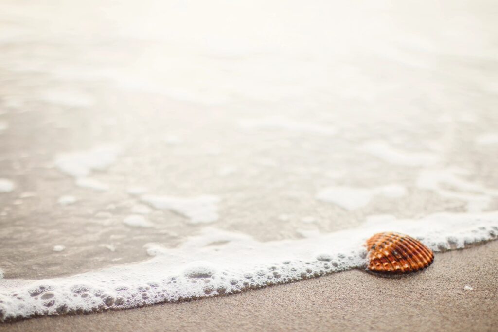 Seashell resting on the sandy shore as gentle waves approach.